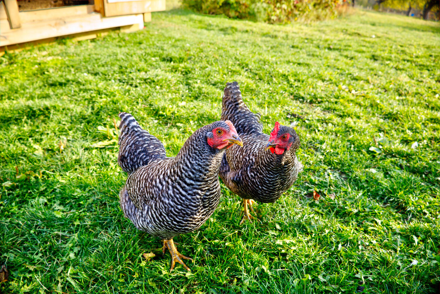 648 North Sedgwick Road Sedgwick, ME 04676 - Photo 32 of 67 Chickens
