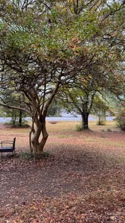 a picture of tree