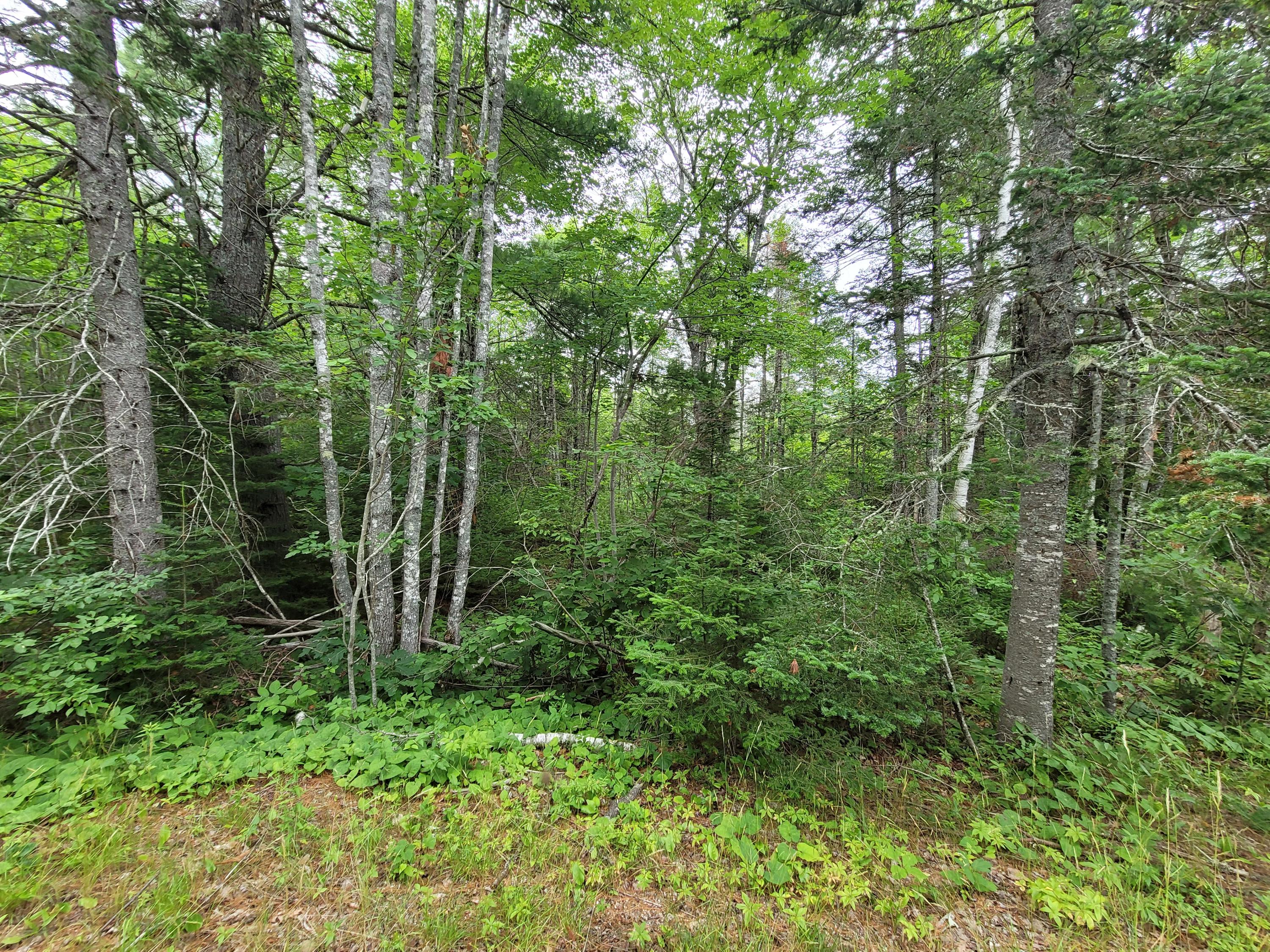 Lot 2 Goodwin Road Franklin, ME 04634 - Photo 4 of 6 20210708_105137