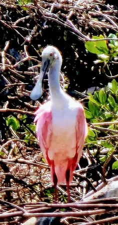 $599,000 | 109 Bayshore Road, Unit 10, Nokomis, FL 34275