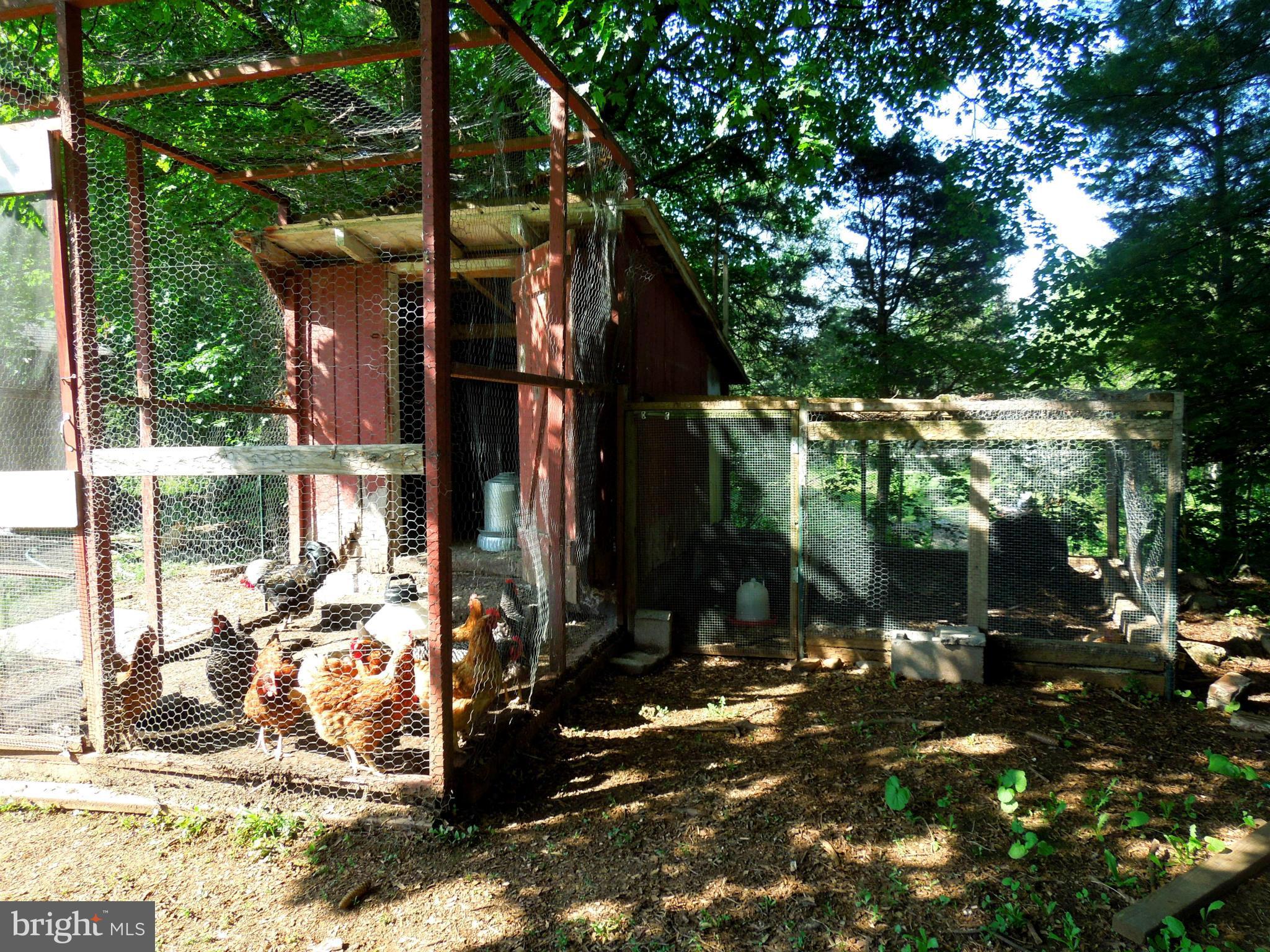 14515 Strite Road Hagerstown, MD 21742 - Photo 8 of 30 Chickens and coop included!
