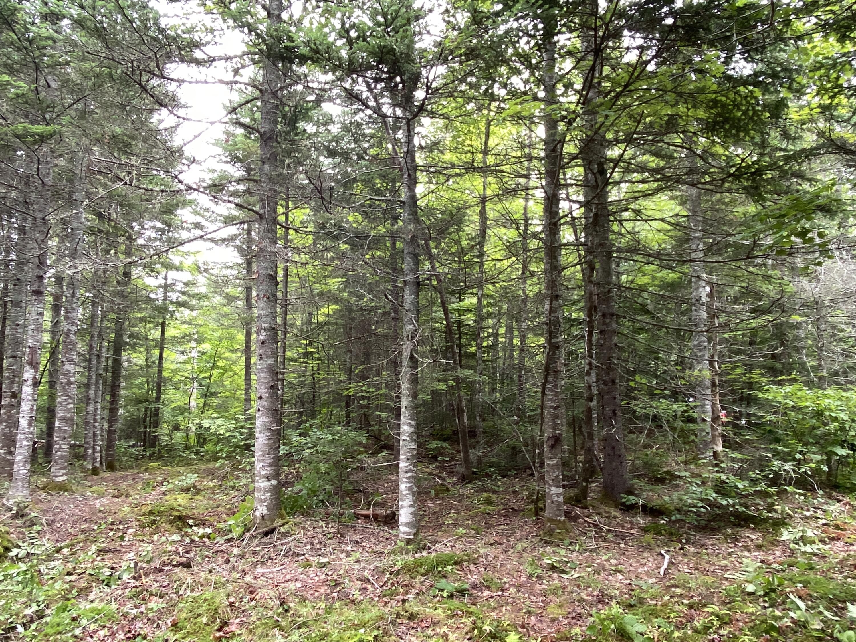 Lot 2 Georgetown Woods Road Columbia Falls, ME 04623 - Photo 6 of 10 7BE0089A-6644-4136-8A7A-E21E657C205E