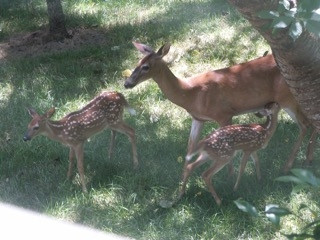 2901 Stubble Field Drive Raleigh, NC 27613 - Photo 13 of 25 Photo 13