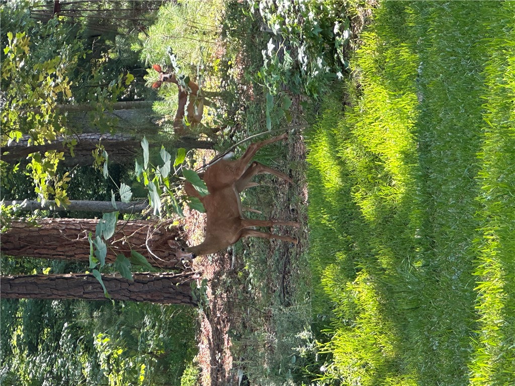 Lot 23 Fisher Jenkins Road Anderson, SC 29625 - Photo 12 of 12