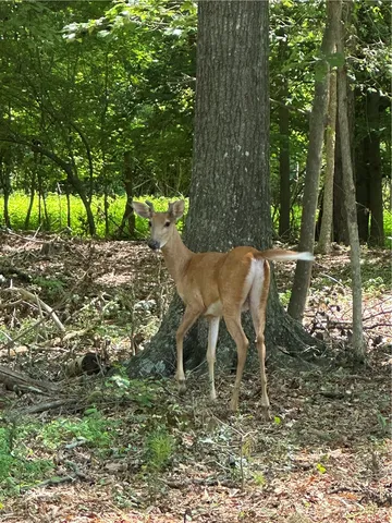 $15,000 | Lot 23 Fisher Jenkins Road, Anderson, SC 29625