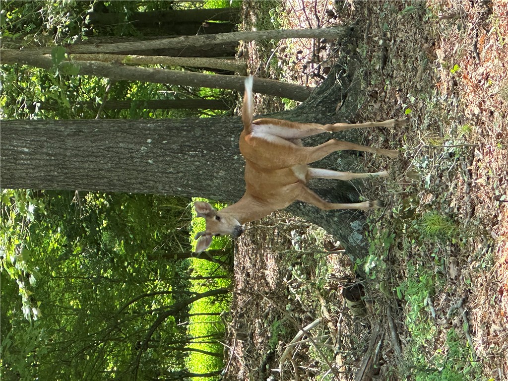 Lot 23 Fisher Jenkins Road Anderson, SC 29625 - Photo 7 of 12