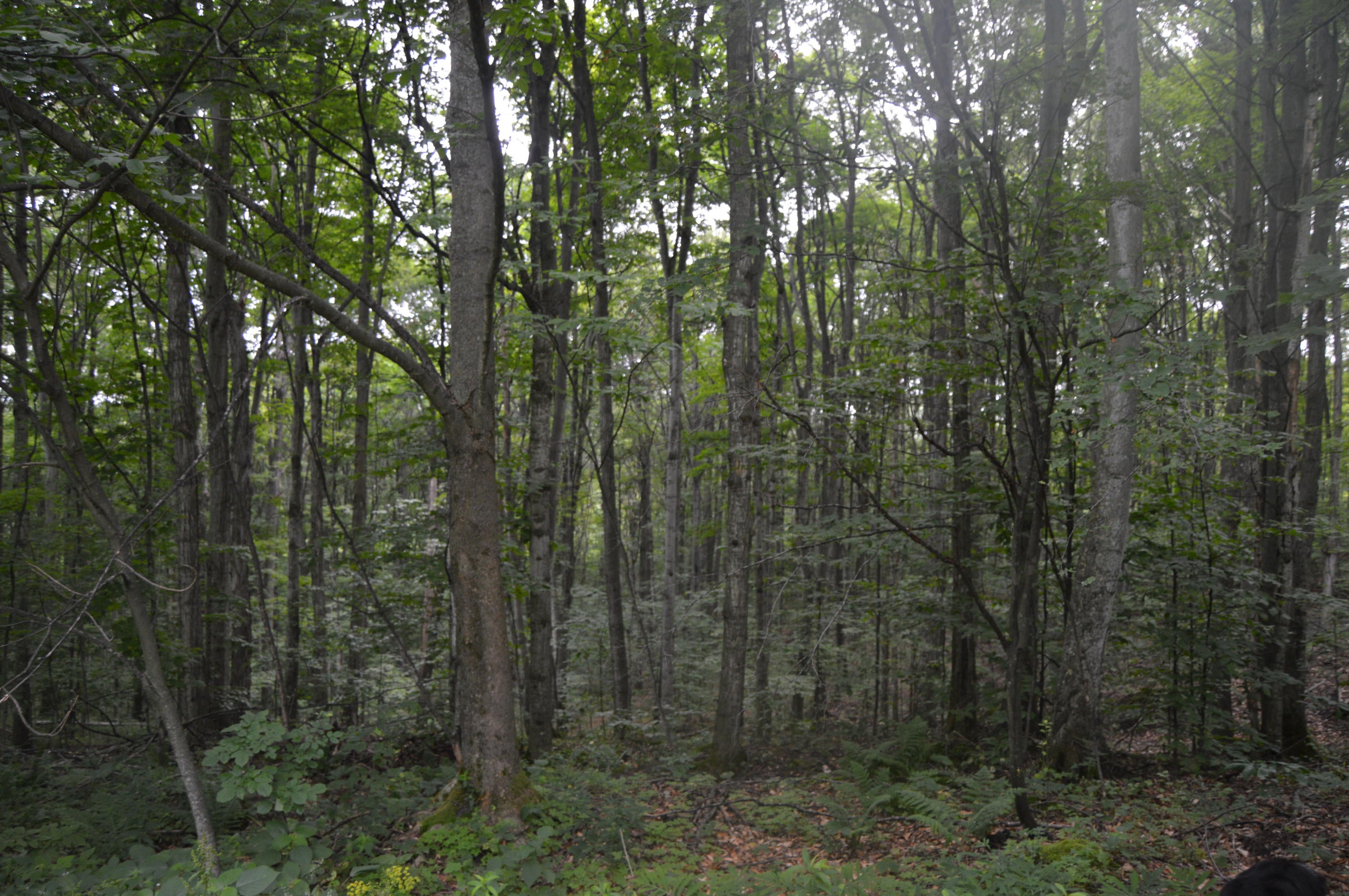 2910 Munger Road Carp Lake, MI 49718 - Photo 28 of 43 Gallery Image 28