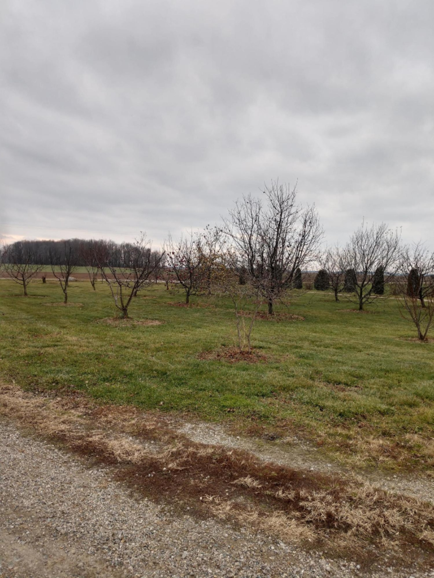 4918 Grant Road Middleton, MI 48856 - Photo 20 of 22 Yard