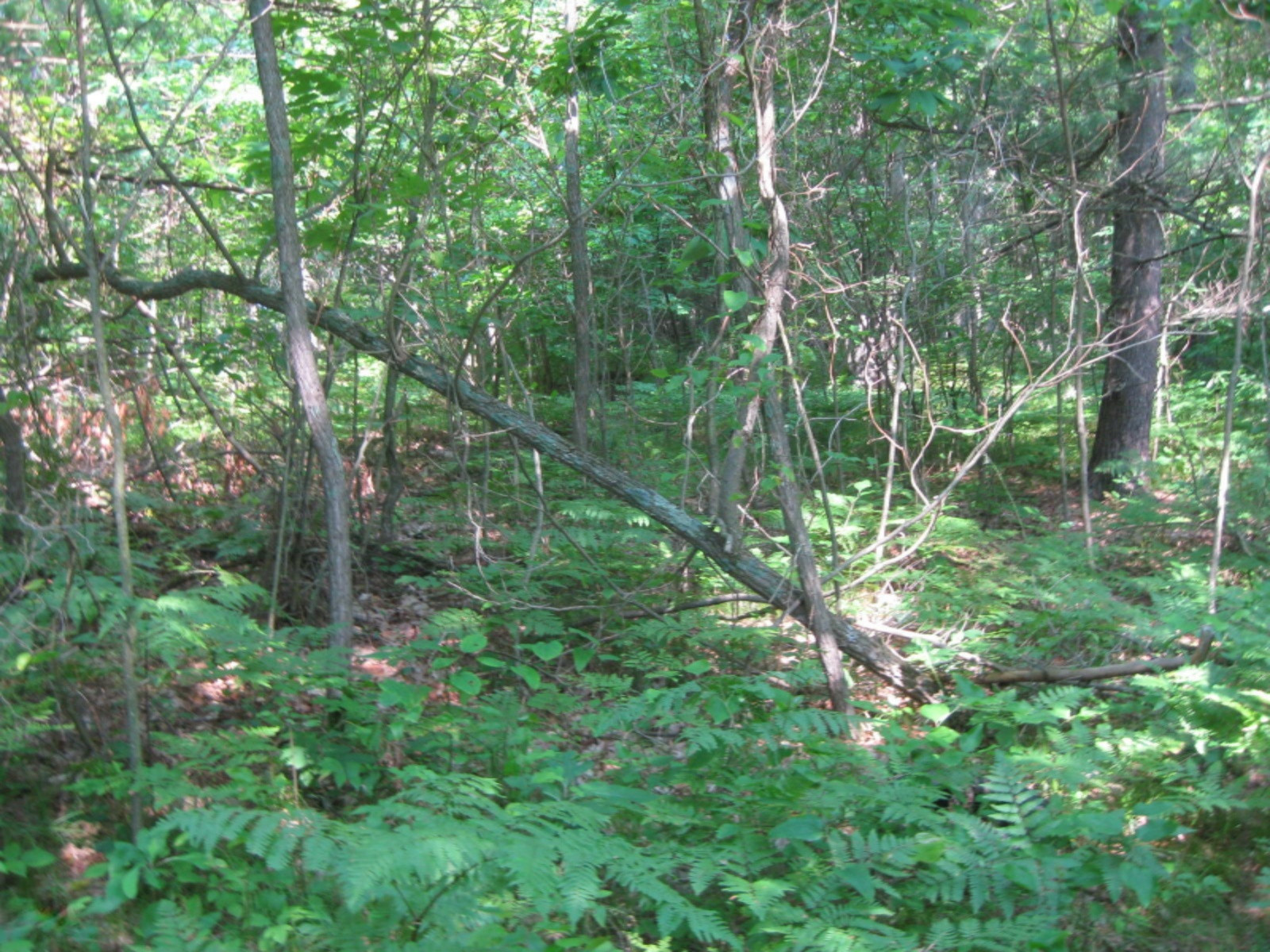Dame Road Whitehall, MI 49461 - Photo 11 of 12 2015-07-02 09.35.10