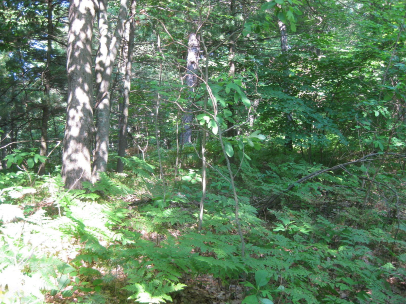Dame Road Whitehall, MI 49461 - Photo 12 of 12 2015-07-02 09.35.46