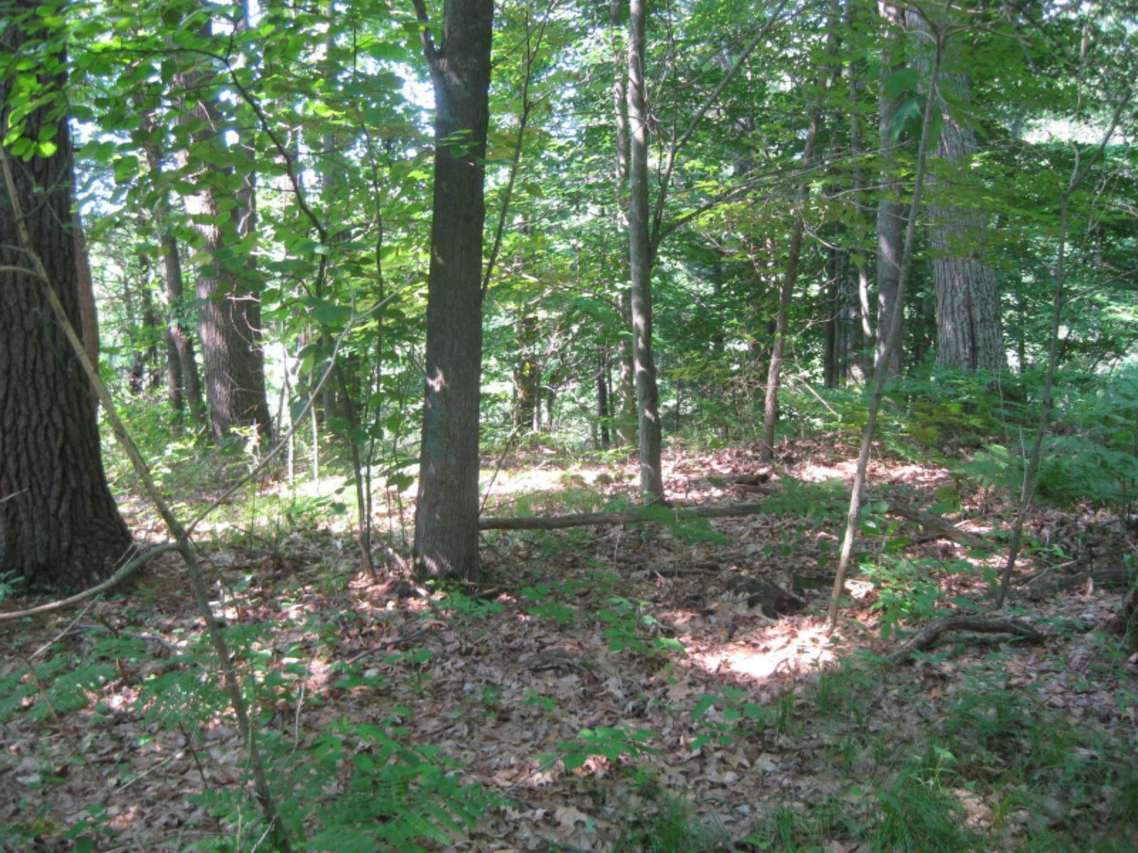 Dame Road Whitehall, MI 49461 - Photo 5 of 12 2015-07-02 09.35.32