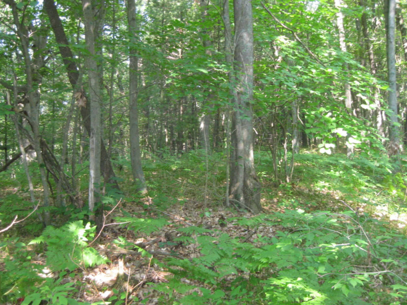Dame Road Whitehall, MI 49461 - Photo 6 of 12 2015-07-02 09.36.15