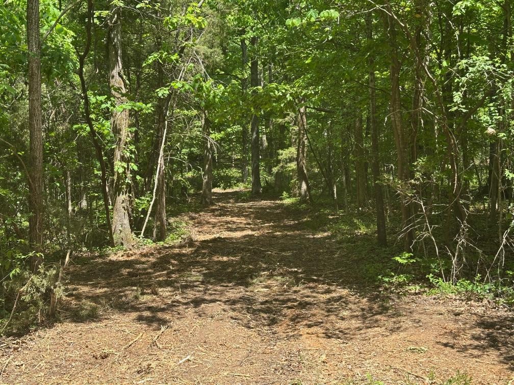 10515 Paw Paw Springs Road Arrington, TN 37014 - Photo 11 of 13 a view of a yard with plants and trees