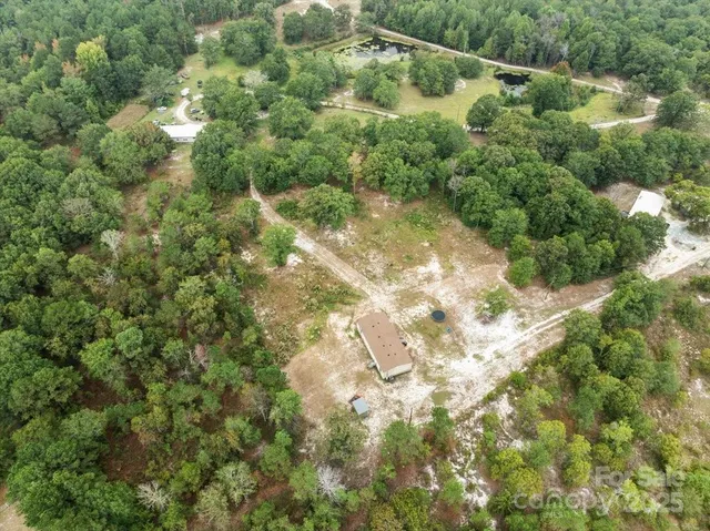 a view of a forest with a tree