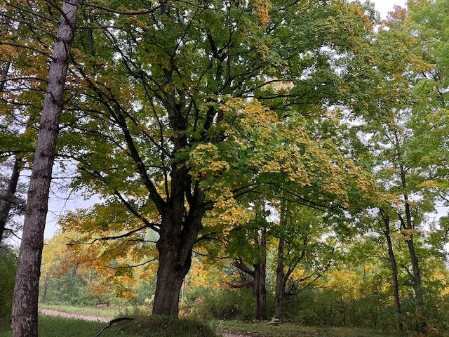 E West County Line Road Buckley, MI 49620 - Photo 7 of 7
