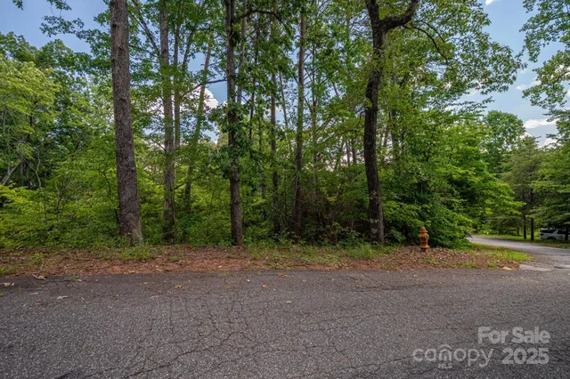 a view of a forest with trees in the background