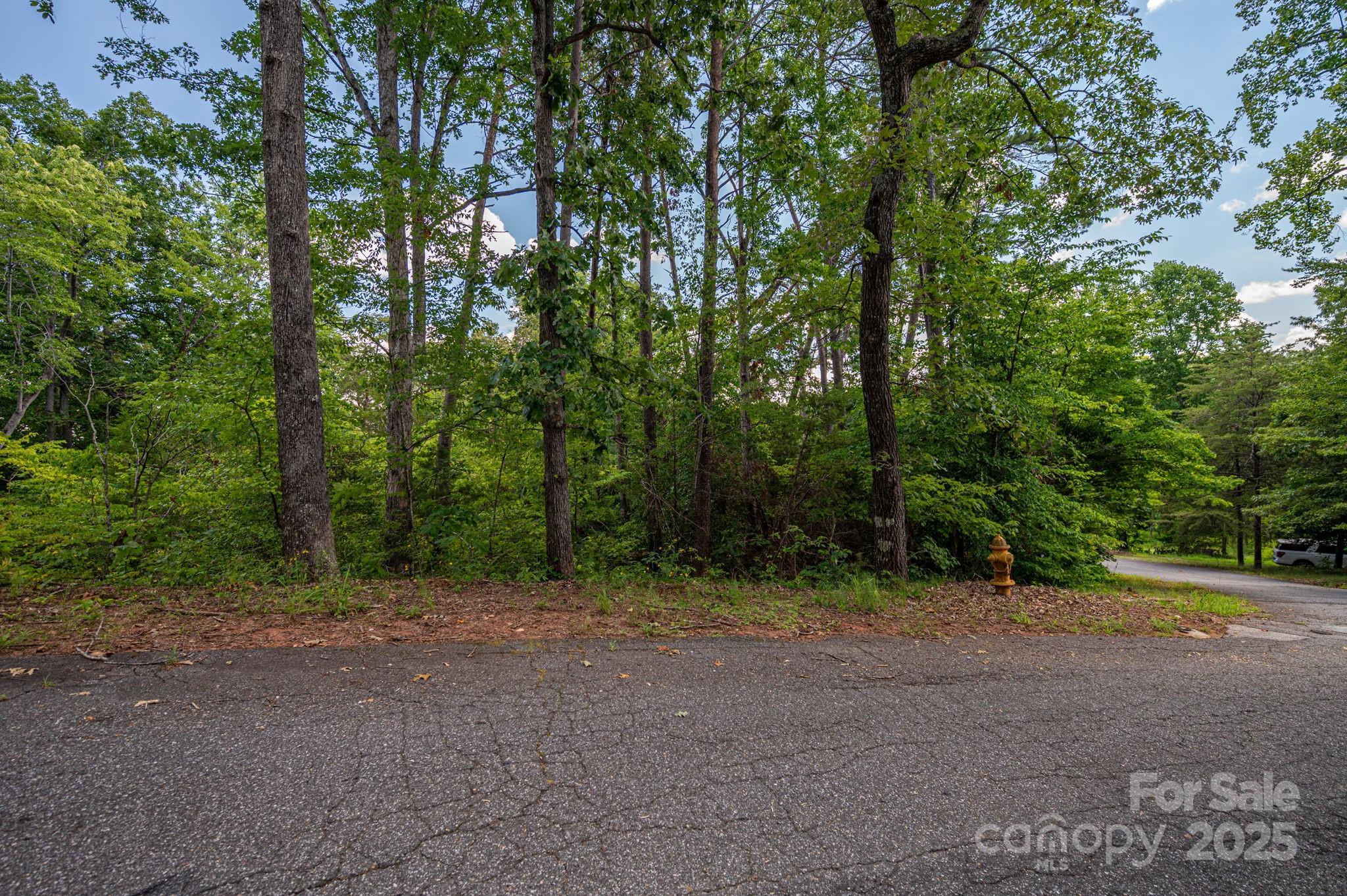a view of a forest with trees in the background