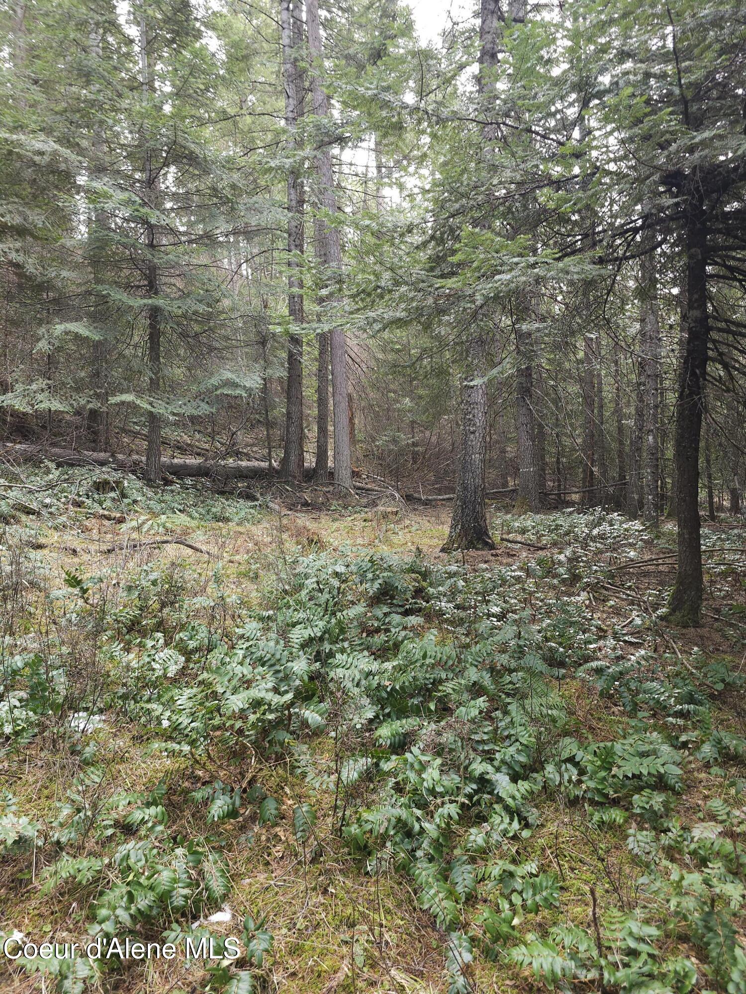 2252 East Badger Road Harrison, ID 83833 - Photo 15 of 18 Lush forest