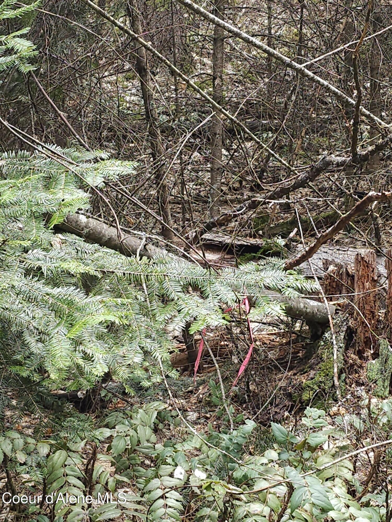 2252 East Badger Road Harrison, ID 83833 - Photo 16 of 18 Ribbons mark the corners