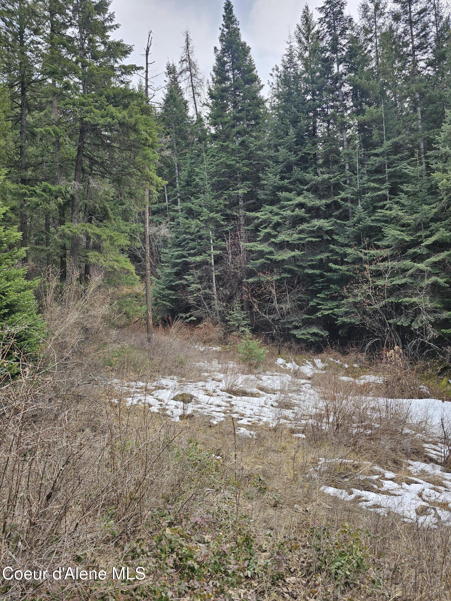 2252 East Badger Road Harrison, ID 83833 - Photo 3 of 18 Marketable timber