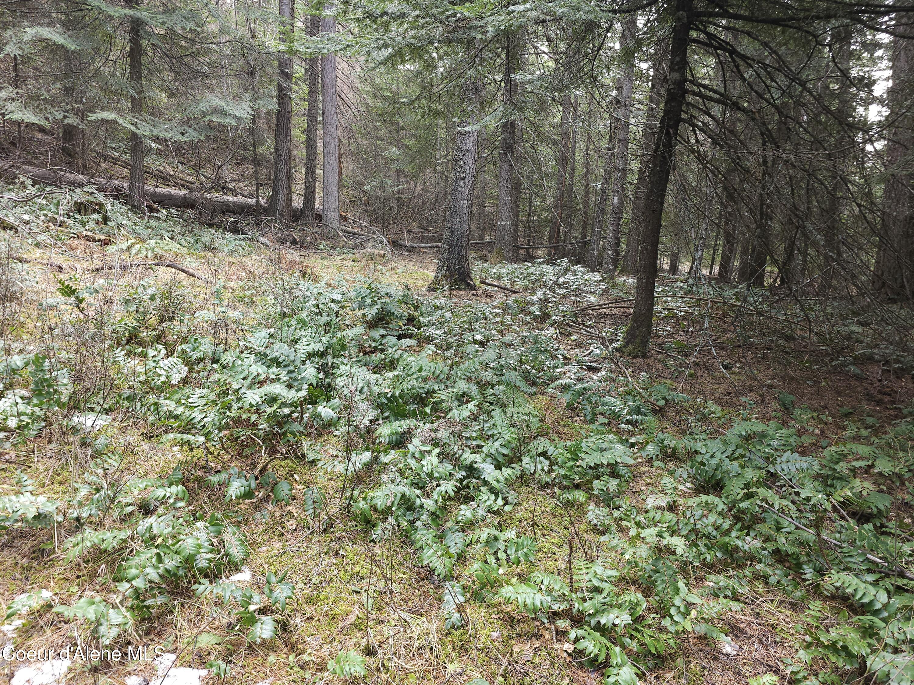 2252 East Badger Road Harrison, ID 83833 - Photo 4 of 18 Lower forest