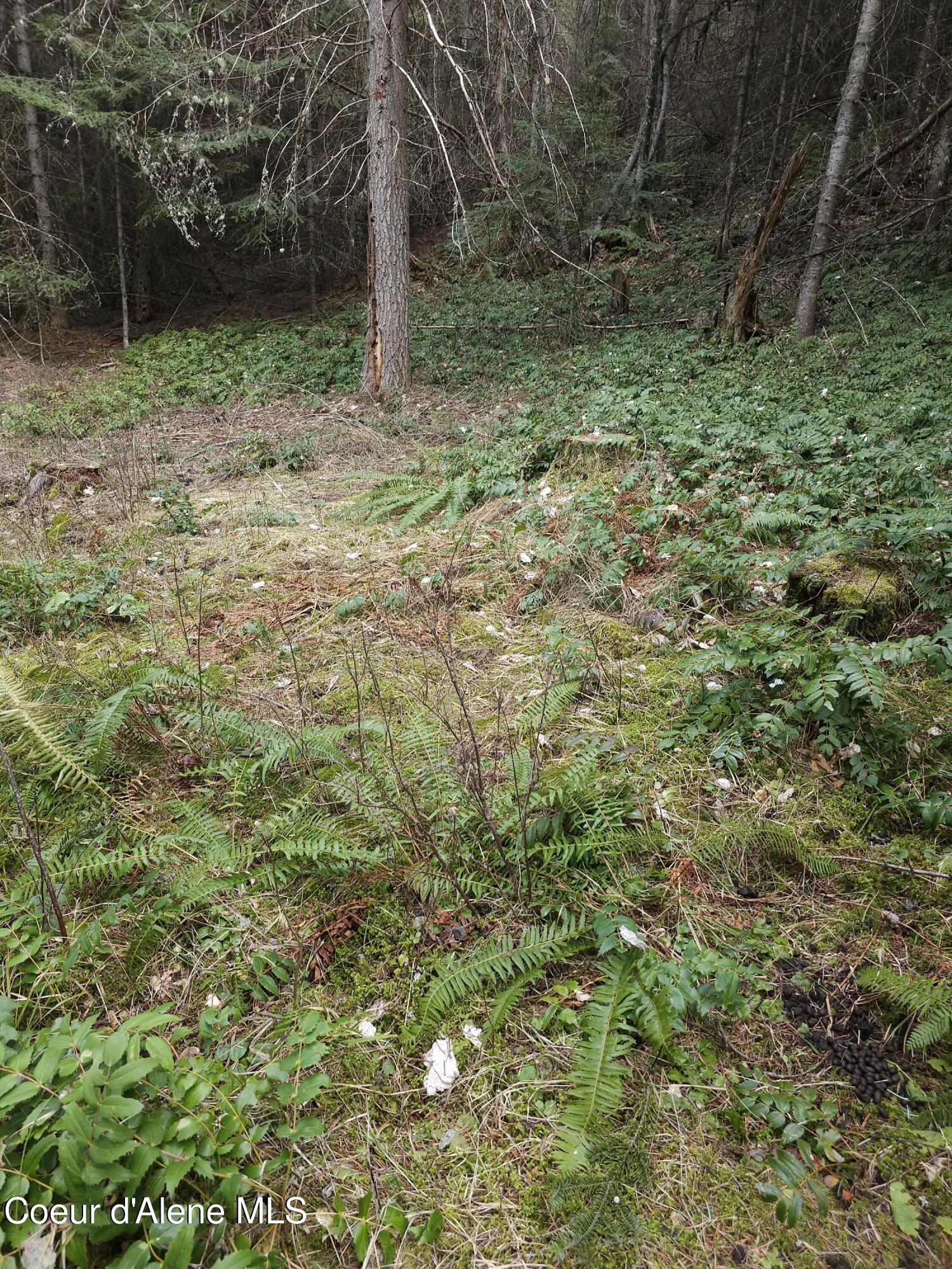 2252 East Badger Road Harrison, ID 83833 - Photo 5 of 18 Lush ferns
