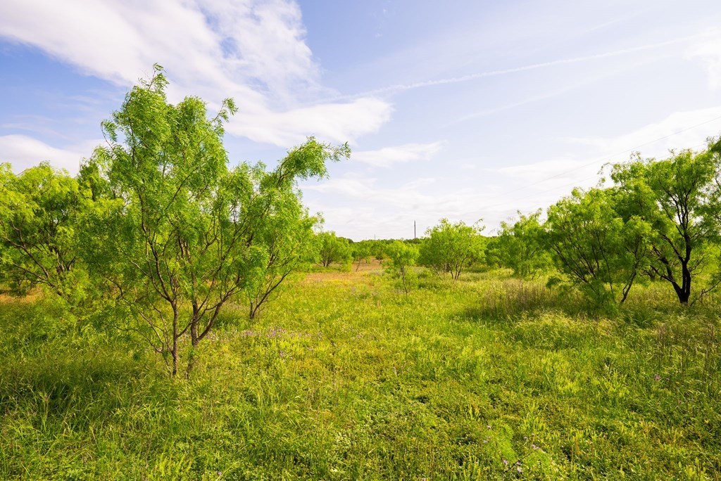12757 State Highway Menard, TX 76859 - Photo 62 of 70 a yard with a trees
