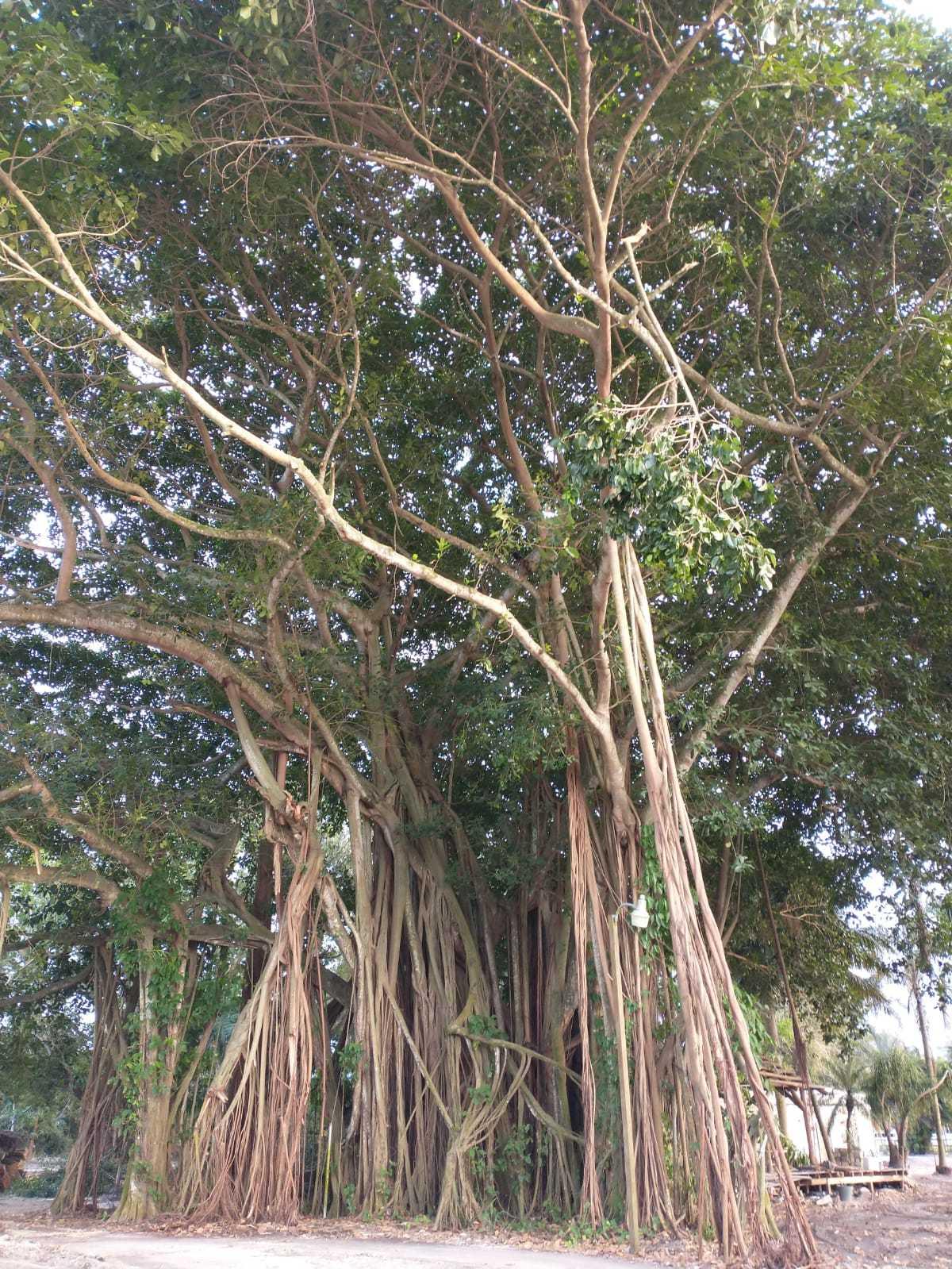 1100 D Road Loxahatchee Groves, FL 33470 - Photo 16 of 24 a view of tree
