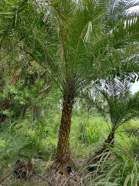 1100 D Road Loxahatchee Groves, FL 33470 - Photo 20 of 24 a plant of a tree