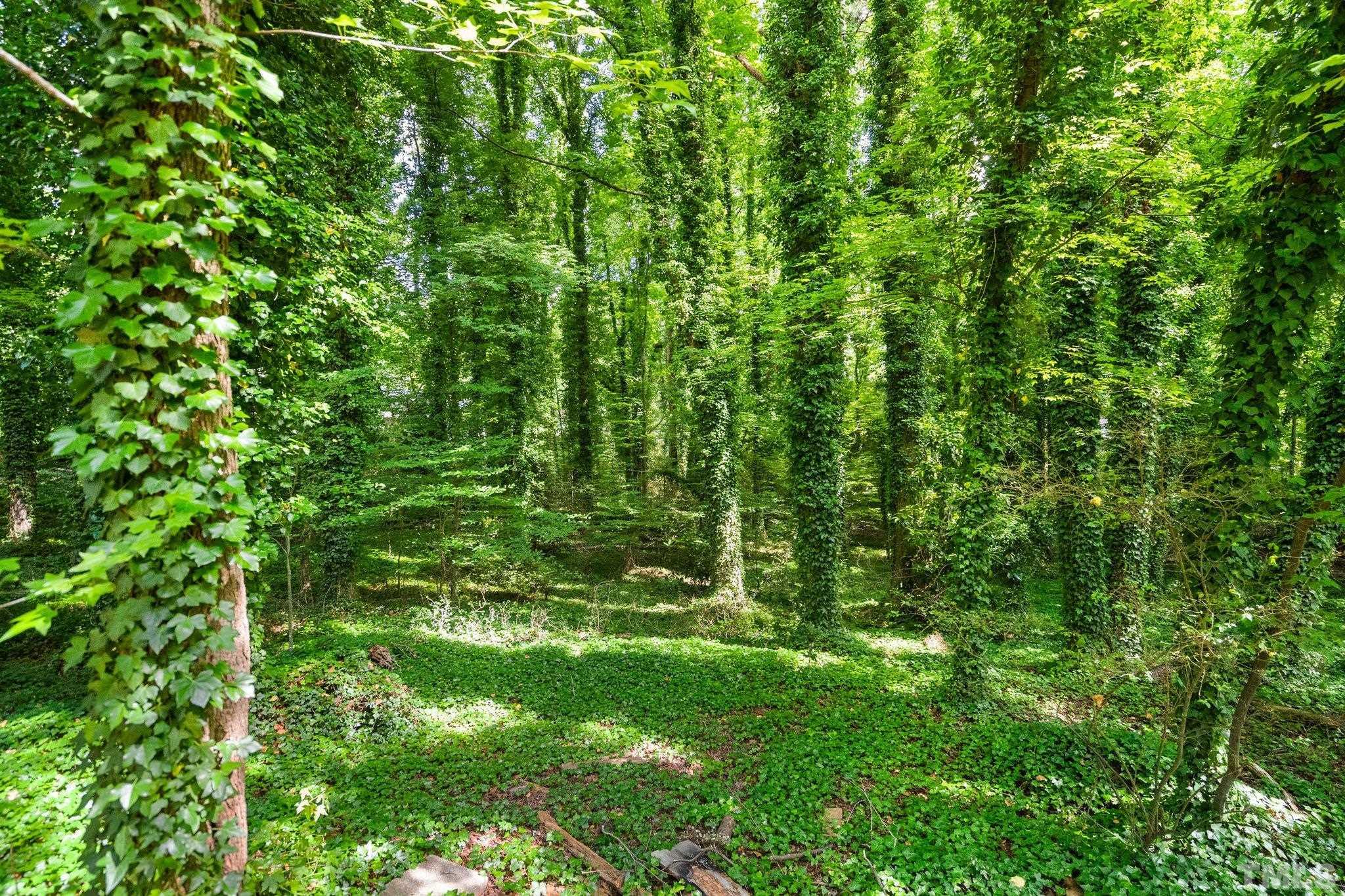 1013 Mockingbird Drive Raleigh, NC 27615 - Photo 36 of 41 a view of a lush green forest