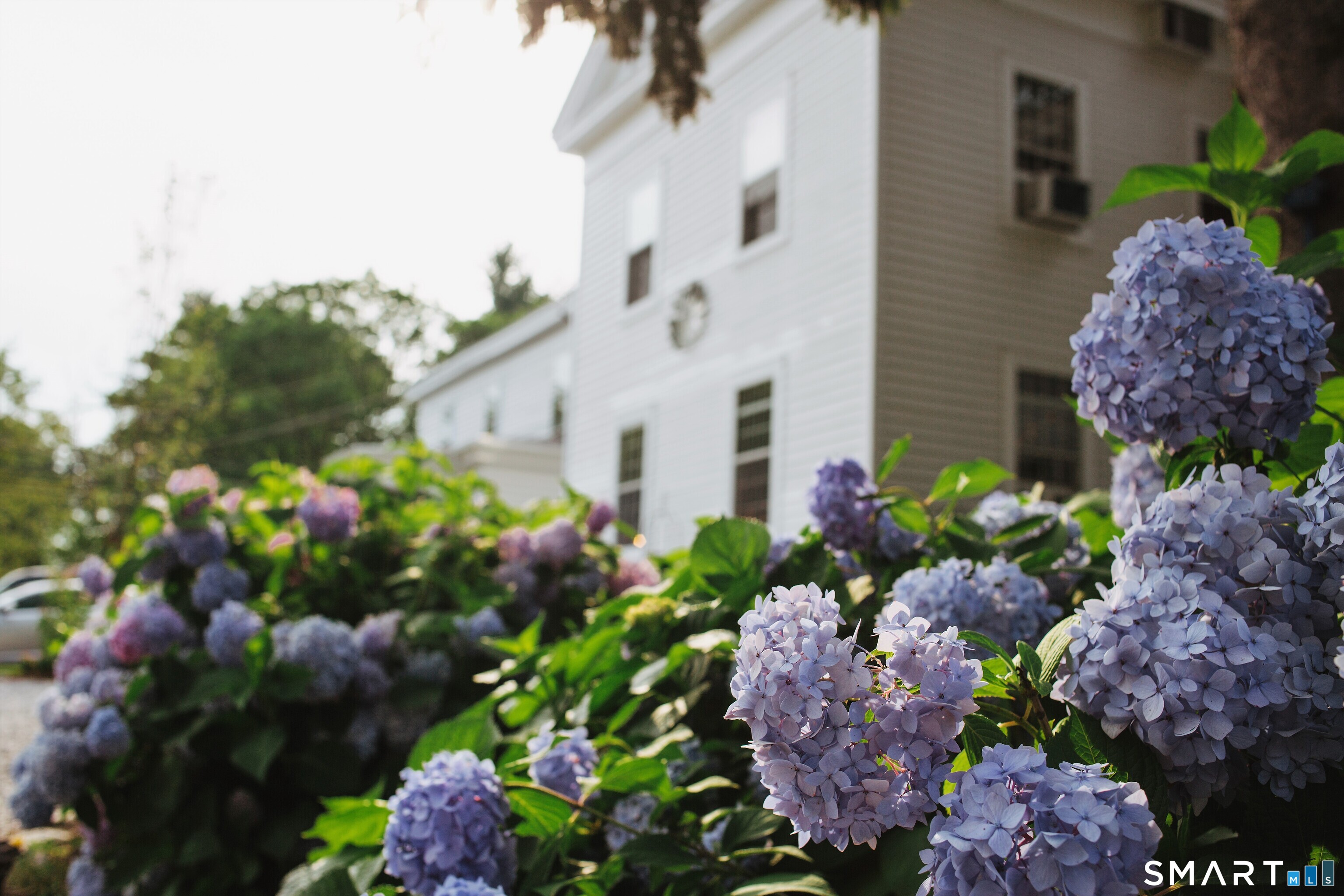 209 Main Street Deep River, CT 06417 - Photo 35 of 40 Hydrangeas Blooming all summer!
