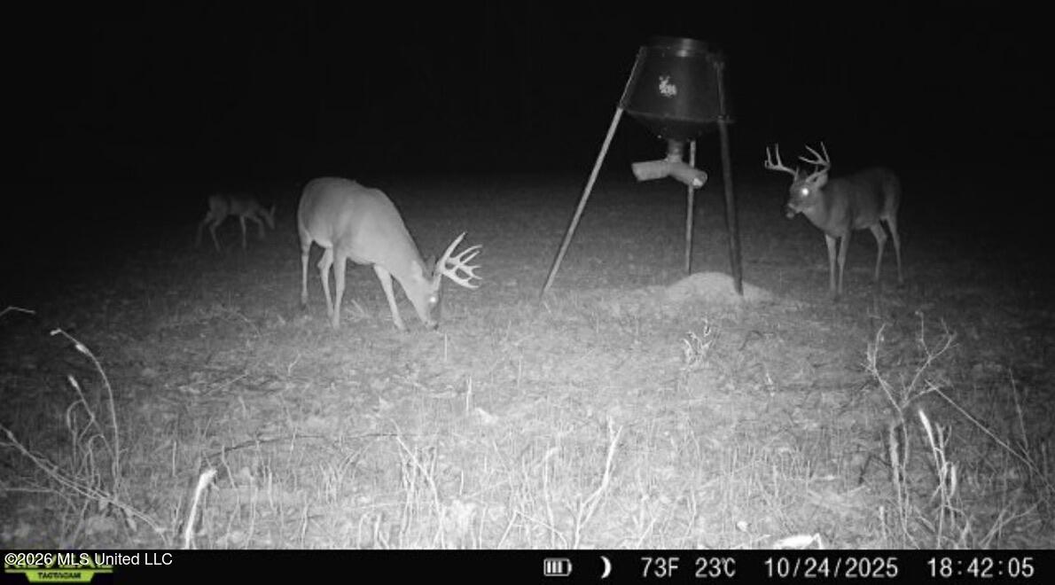 1 Chapel Hill Road Utica, MS 39175 - Photo 92 of 107 6BCC64AA-E470-43DD-9F81-78091B142EAC_1_1
