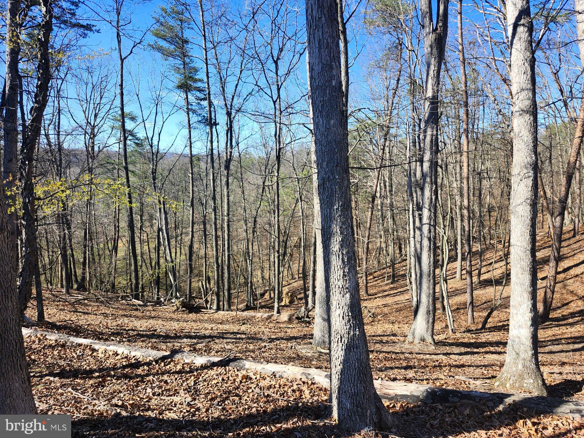 A J Kelley Road Old Fields, WV 26845 - Photo 12 of 36
