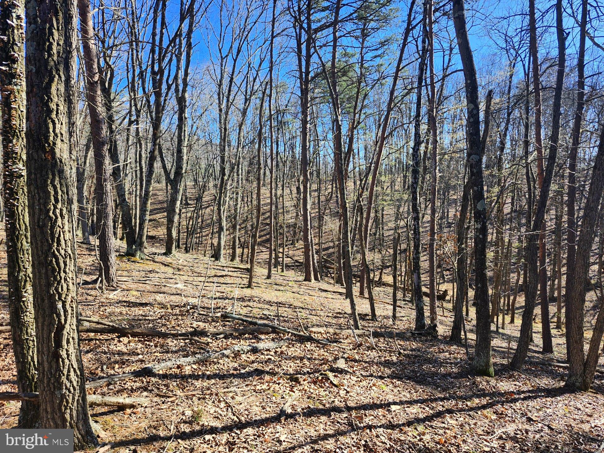A J Kelley Road Old Fields, WV 26845 - Photo 14 of 36