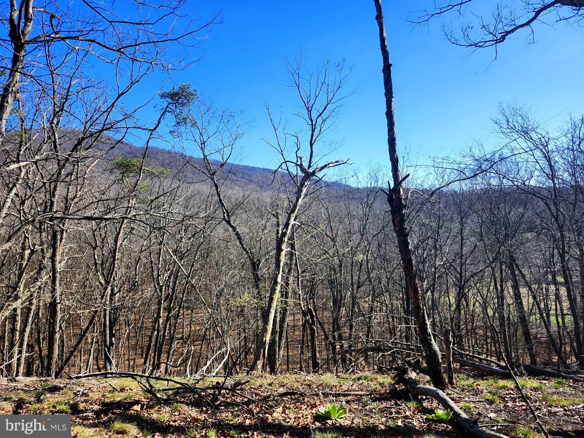 A J Kelley Road Old Fields, WV 26845 - Photo 3 of 36