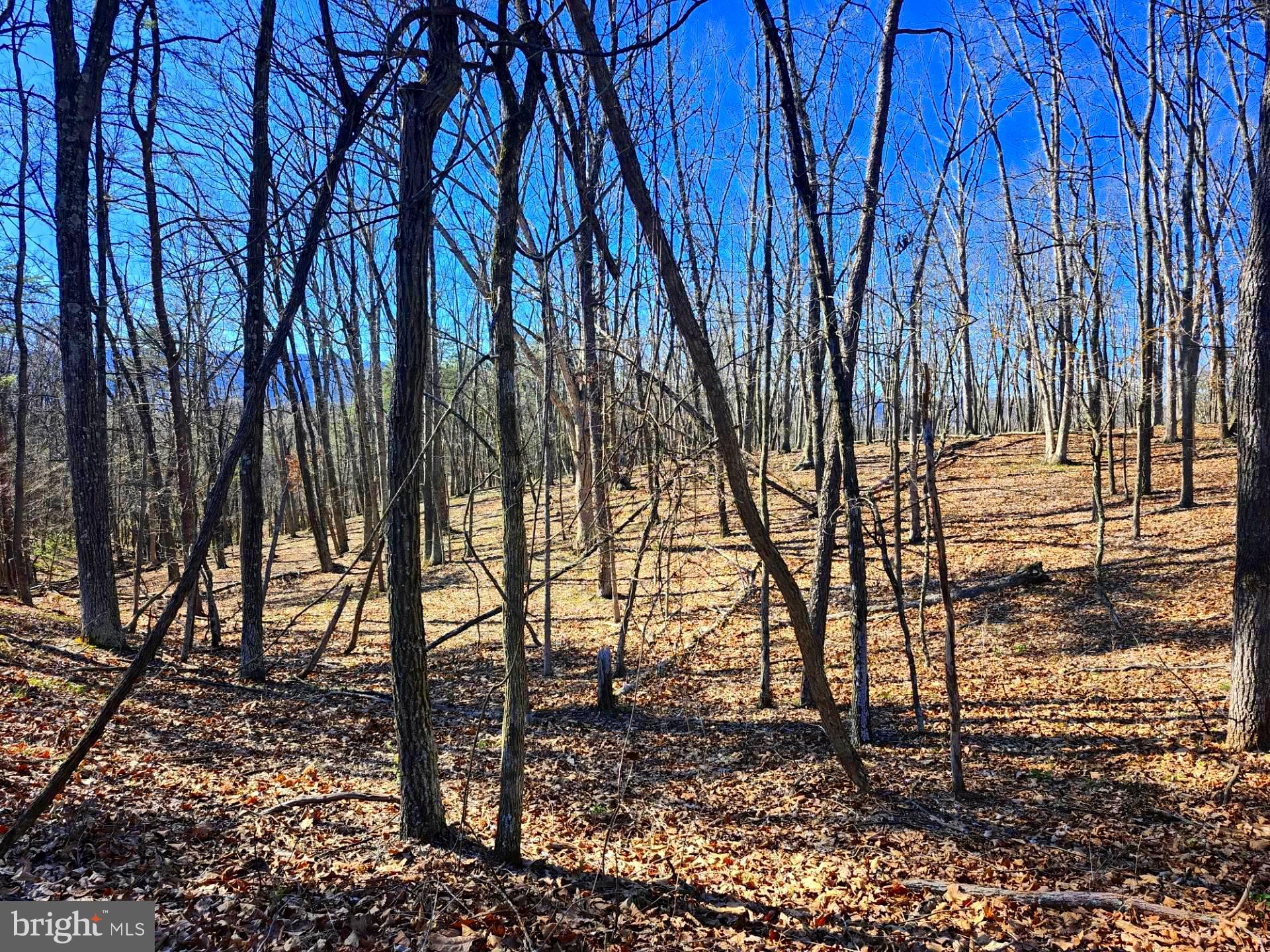 A J Kelley Road Old Fields, WV 26845 - Photo 7 of 36