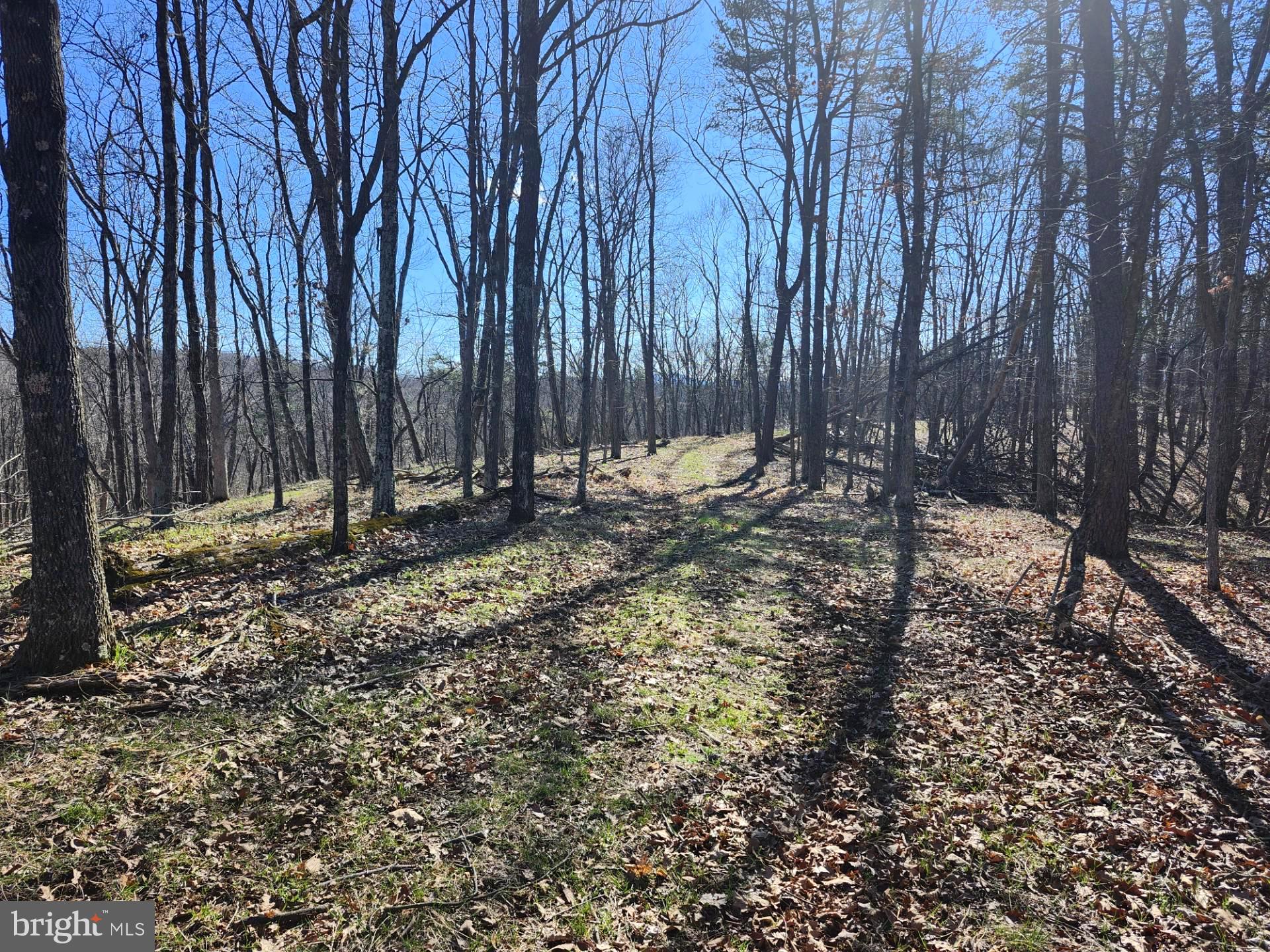 A J Kelley Road Old Fields, WV 26845 - Photo 10 of 36