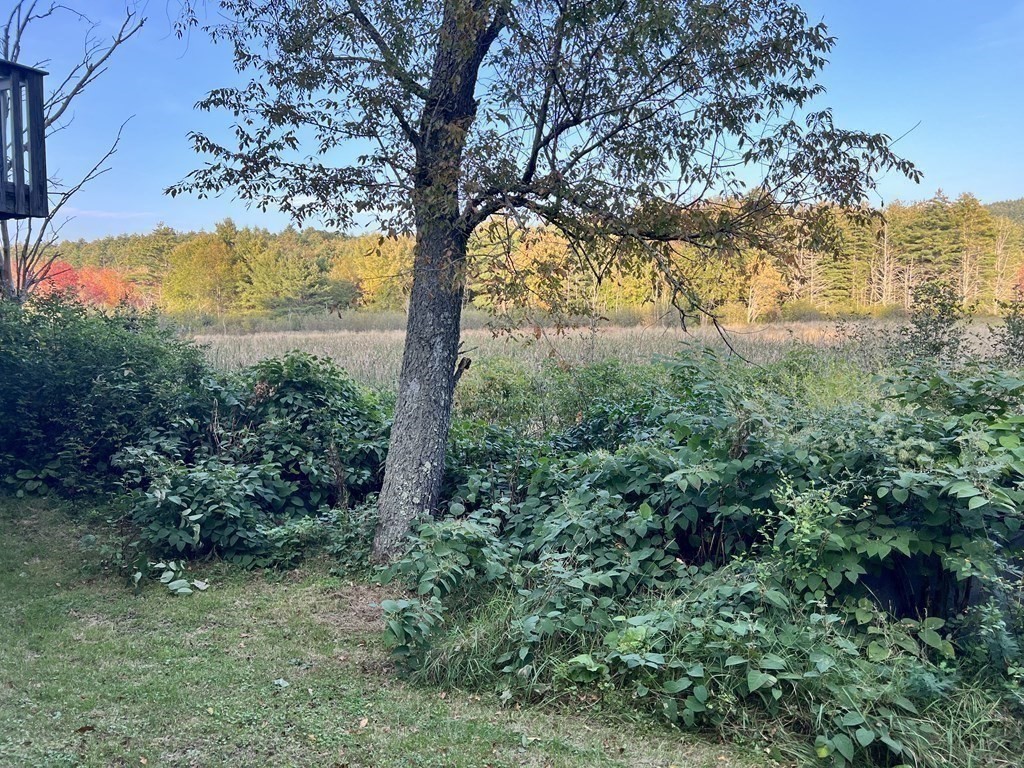 25 Main Road Phillipston, MA 01331 - Photo 33 of 42 a view of a trees in a yard