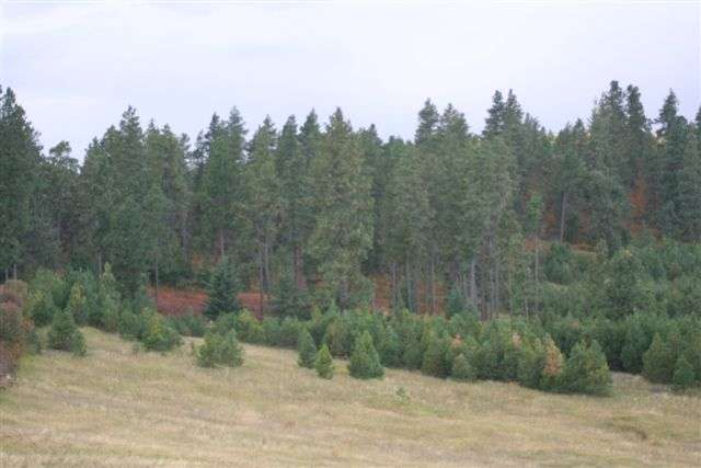 21600 East Powers Road Fairfield, WA 99012 - Photo 9 of 9