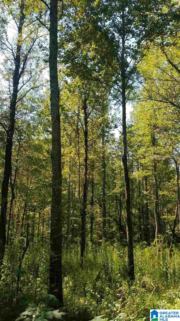 0 Pine Mountain Road, Unit 6 Odenville, AL 35120 - Photo 7 of 7