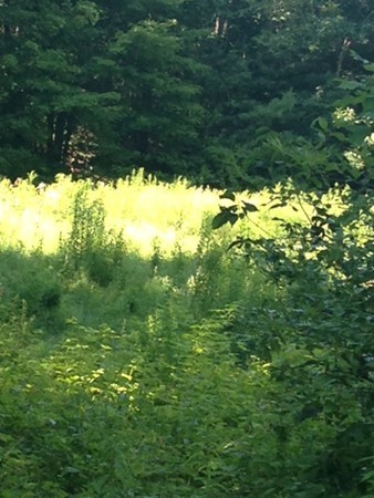 Lot 3 North Brookfield Road Rutland, MA 01543 - Photo 3 of 8 Gallery Image 3
