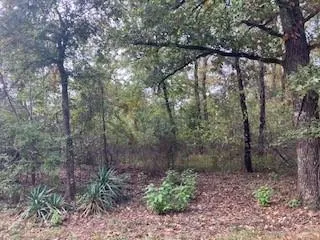 a view of a forest with trees in the background