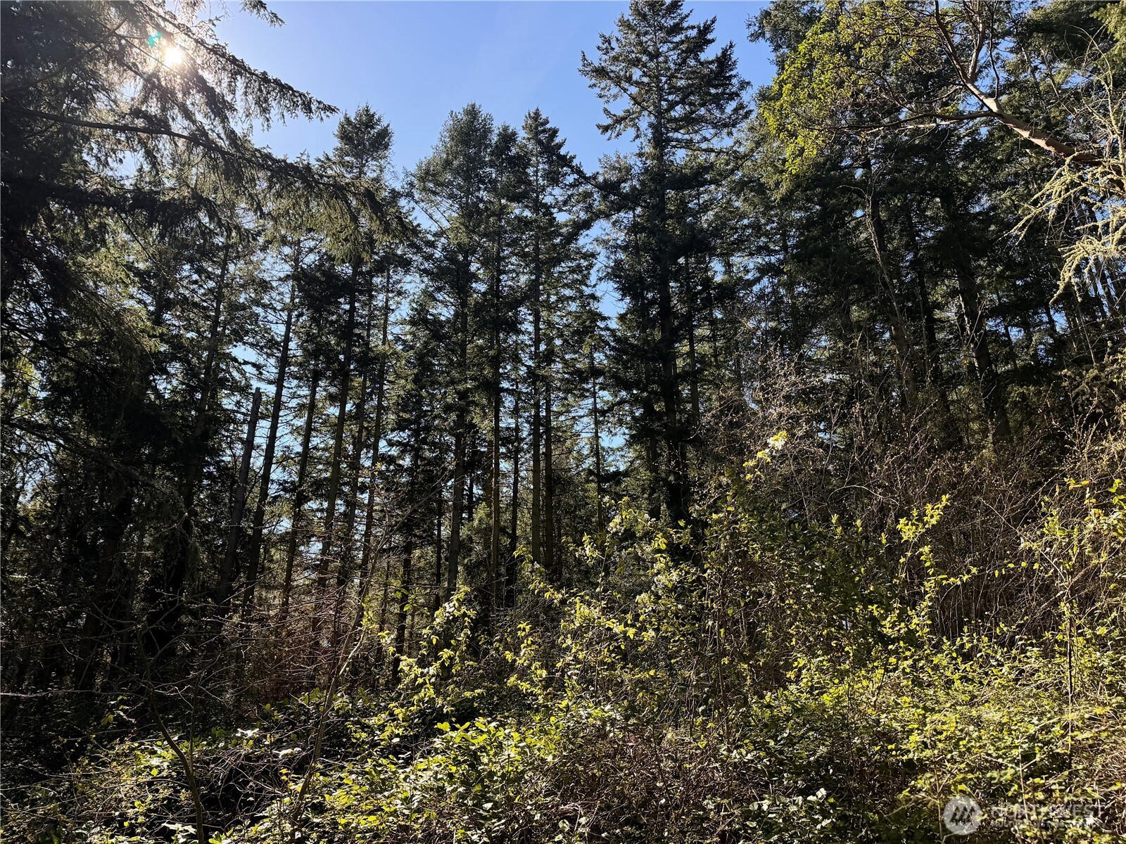 0 25th Street Port Townsend, WA 98368 - Photo 1 of 14 a view of a tree