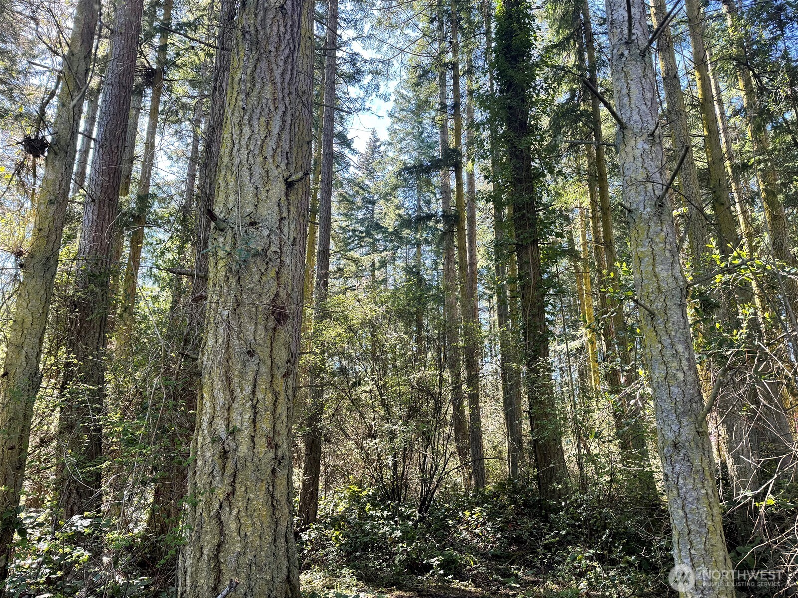 0 25th Street Port Townsend, WA 98368 - Photo 3 of 14 a view of a forest with trees