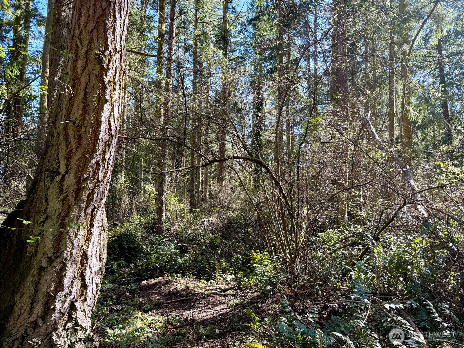 0 25th Street Port Townsend, WA 98368 - Photo 7 of 14 a view of forest