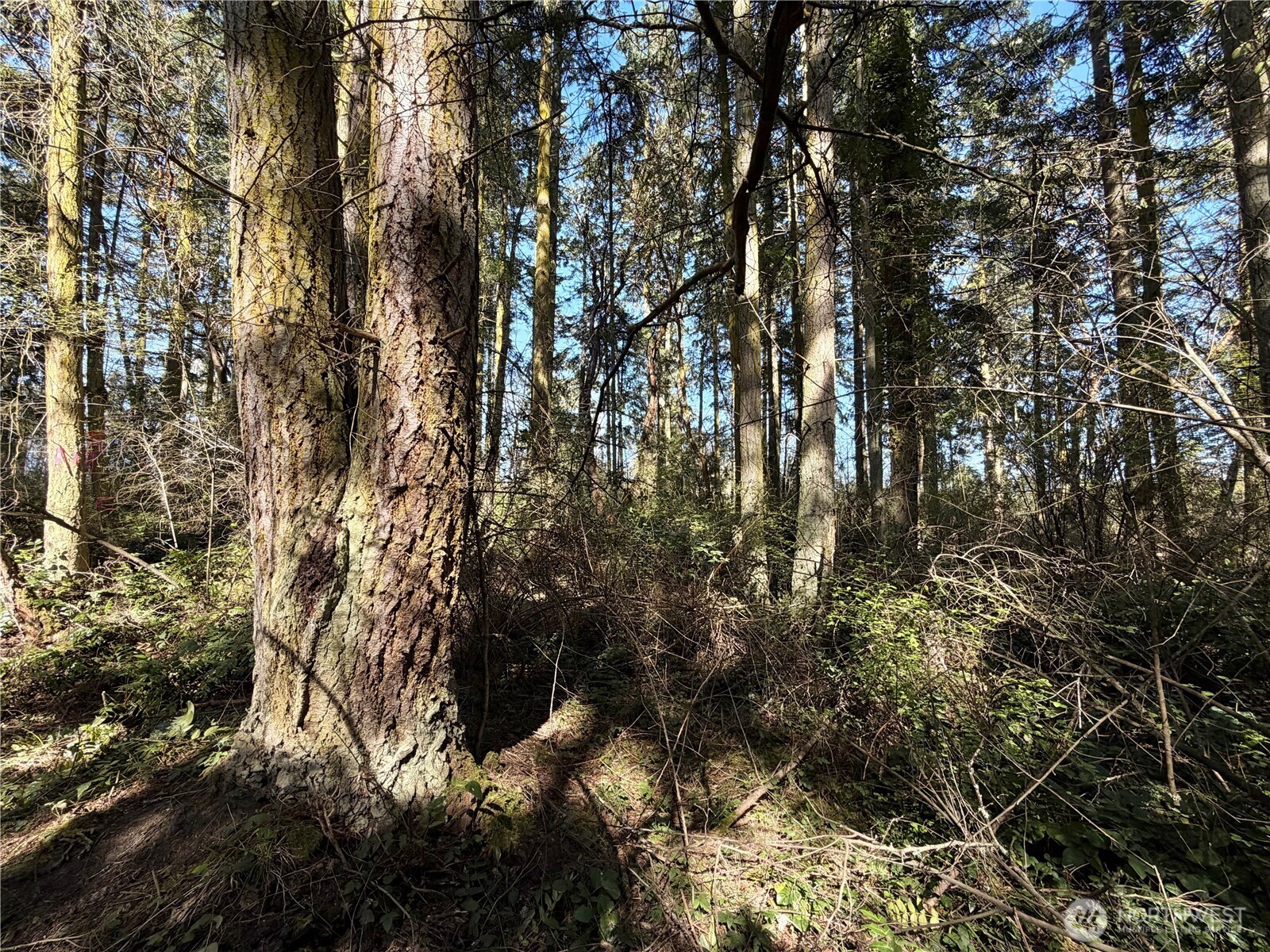 0 25th Street Port Townsend, WA 98368 - Photo 8 of 14 a view of a tree