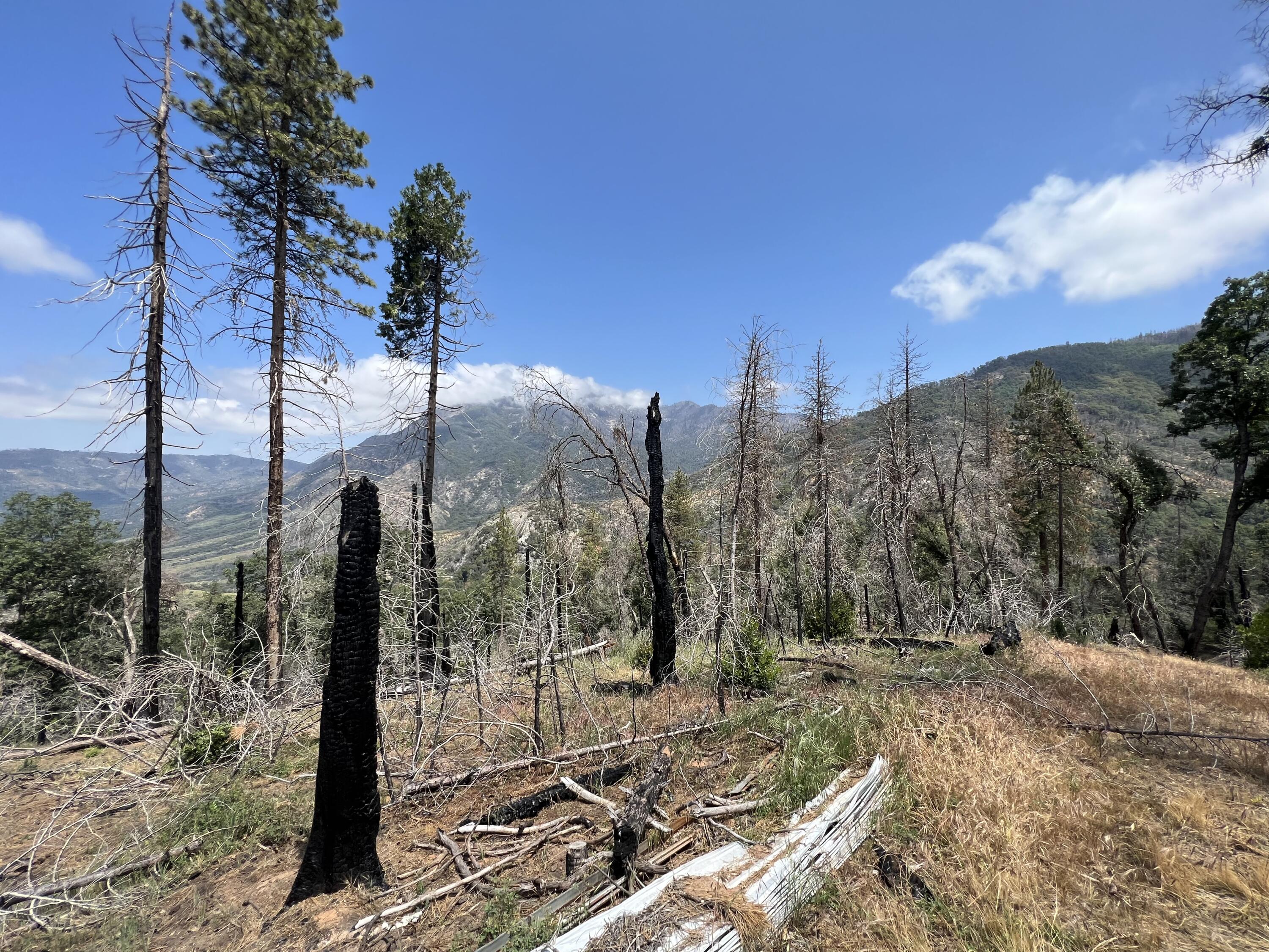 0 Balch Park Road Springville, CA 93265 - Photo 17 of 27 a view of a city with tall trees
