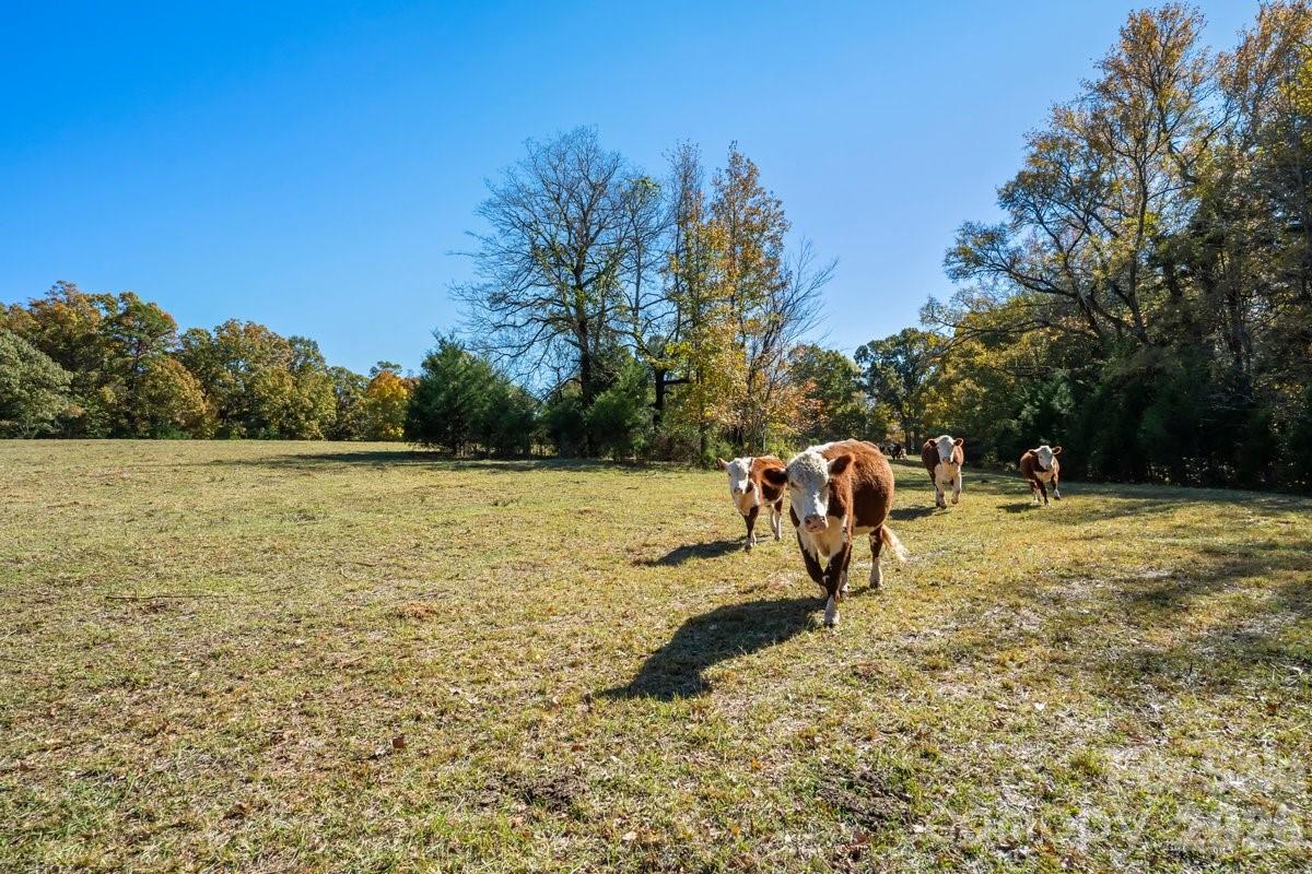 492 State Rd S-11-586 Gaffney, SC 29340 - Photo 38 of 45 a view of a lake with a bench and trees