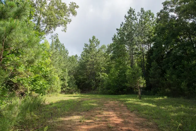 a view of a grassy field with trees in the background