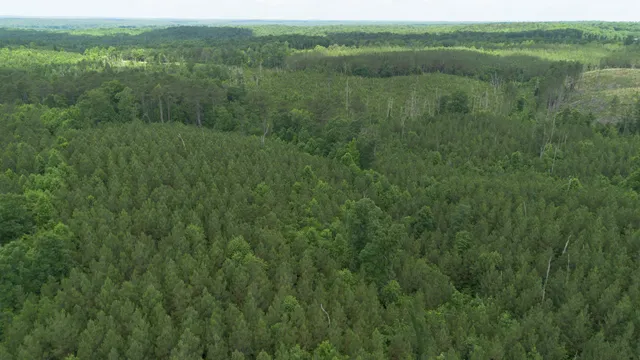 a view of a lush green forest with a mountain